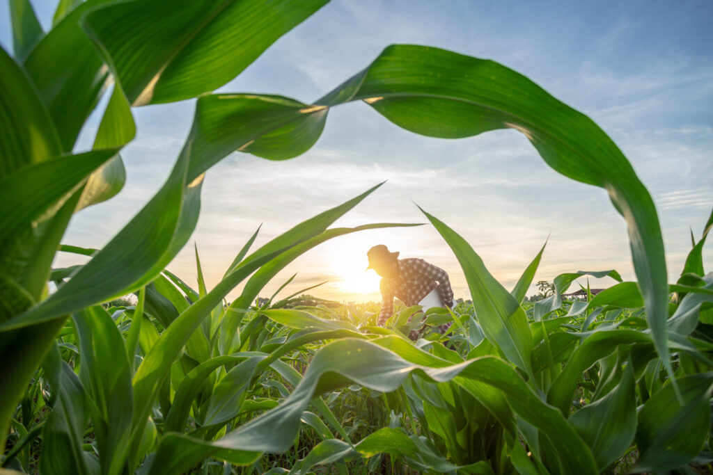 A farmer working in a field at sunset