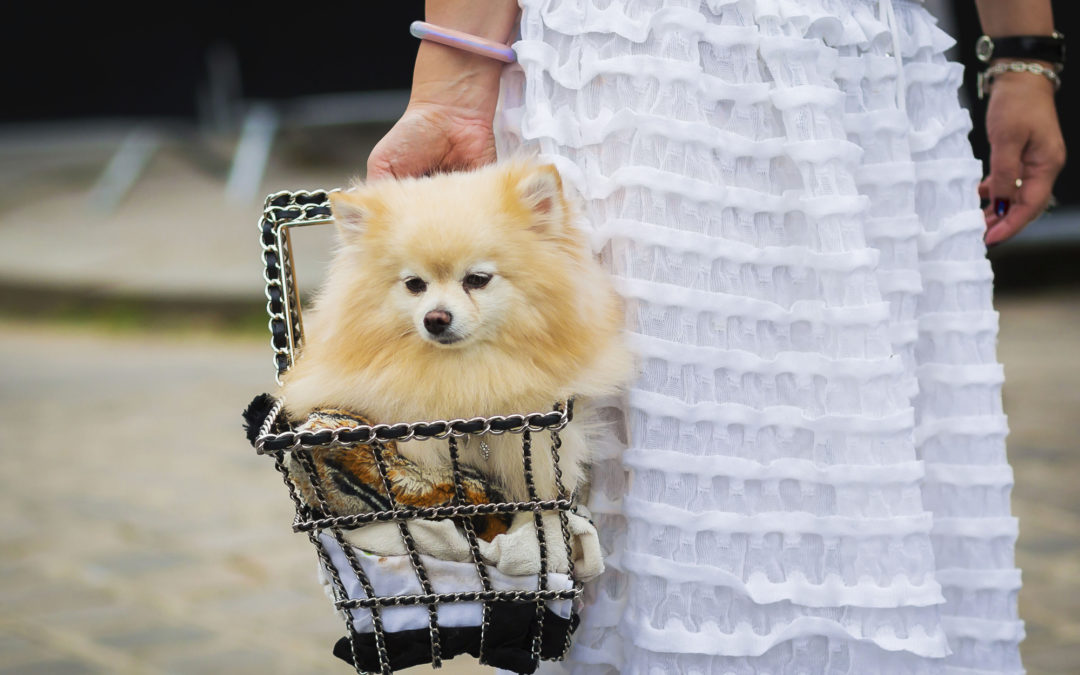 Pawfect beds for prized pooches (new)